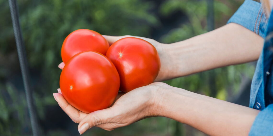 Como plantar tomates em pouco espaço e sem complicação