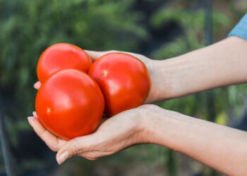 Como plantar tomates em pouco espaço e sem complicação