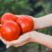 Como plantar tomates em pouco espaço e sem complicação