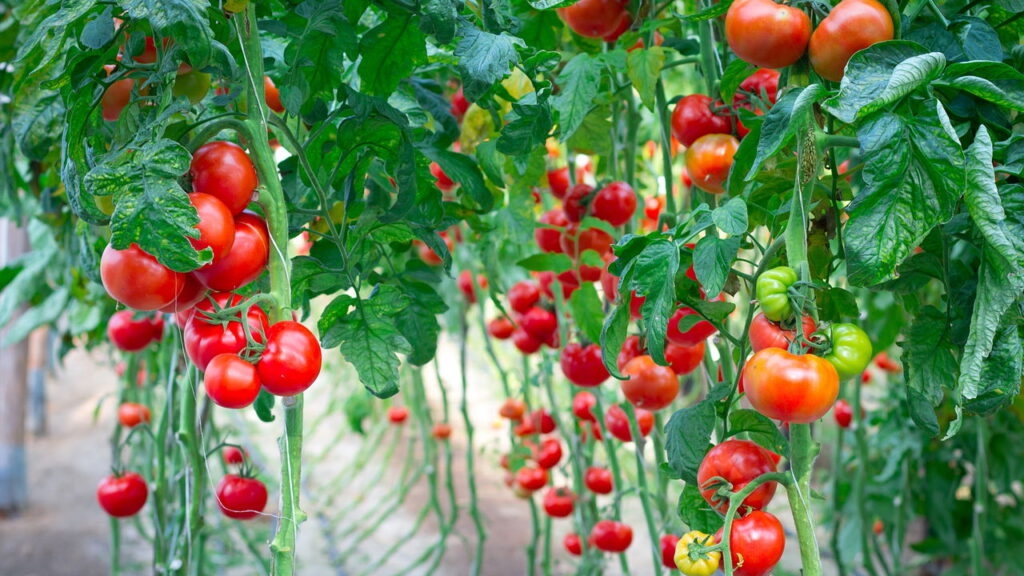 Como plantar tomates em pouco espaço e sem complicação