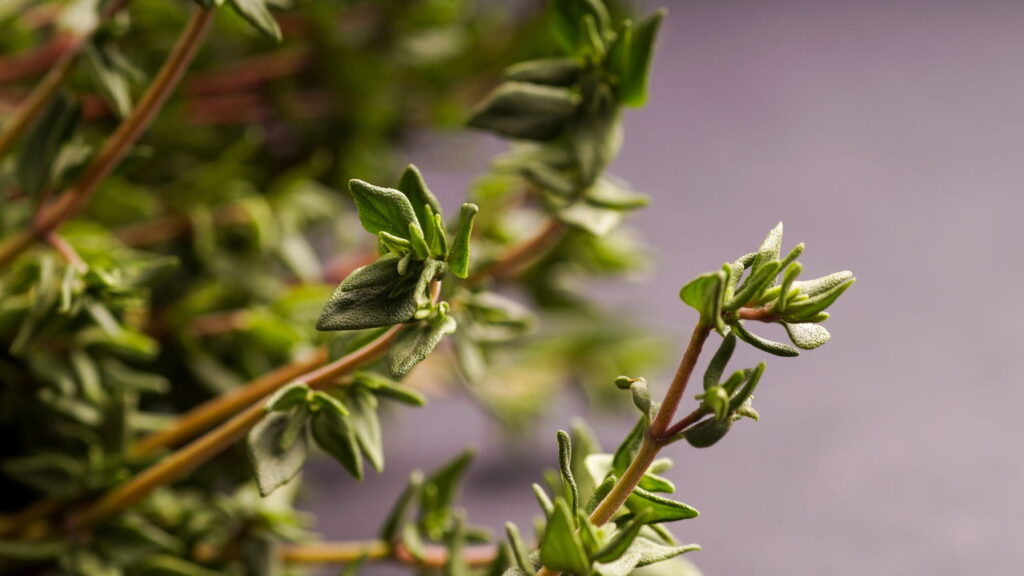 As 5 plantas com óleo naturais que afastam pragas