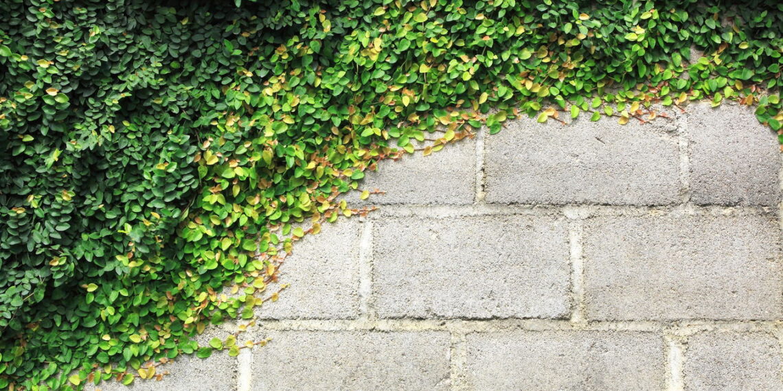 A planta perfeita para transformar muros da sua casa