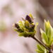 O que mostra que sua planta não vai florescer e é hora de deixar a natureza agir
