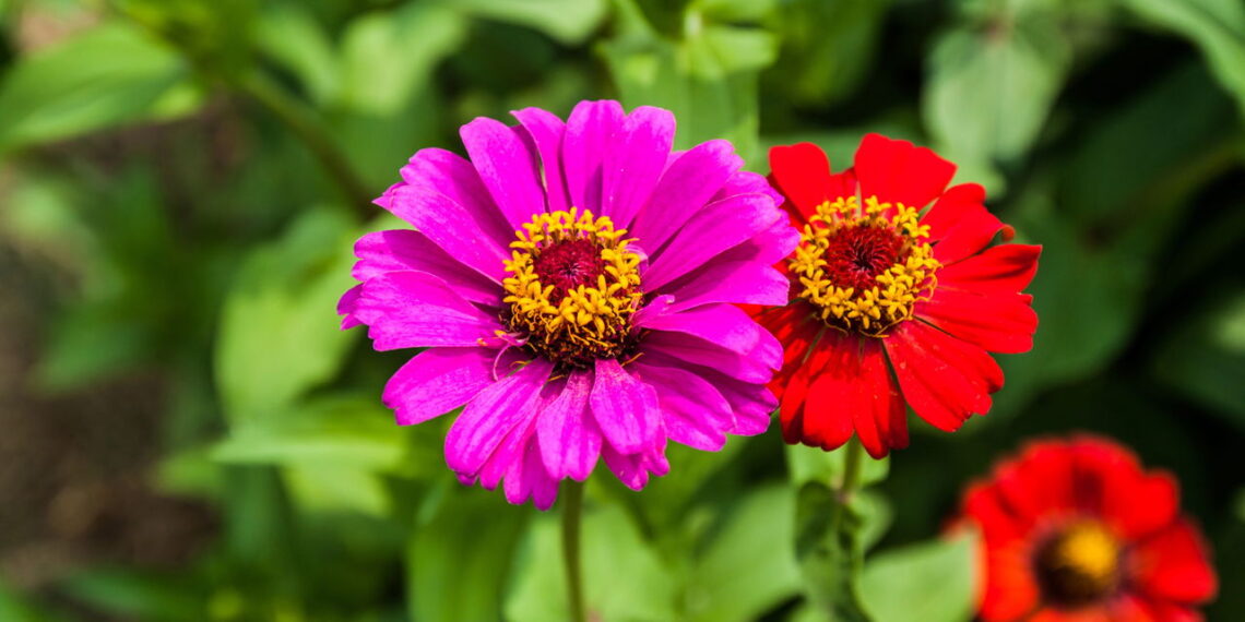 Com cores vibrantes e pétalas lindas ela ainda é simples de cultivar em seu jardim