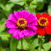 Com cores vibrantes e pétalas lindas ela ainda é simples de cultivar em seu jardim