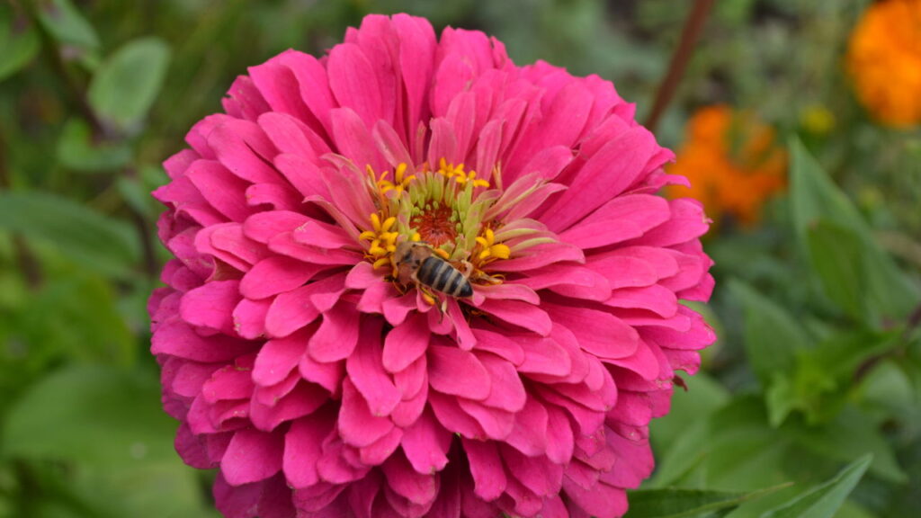 Com cores vibrantes e pétalas lindas ela ainda é simples de cultivar em seu jardim
