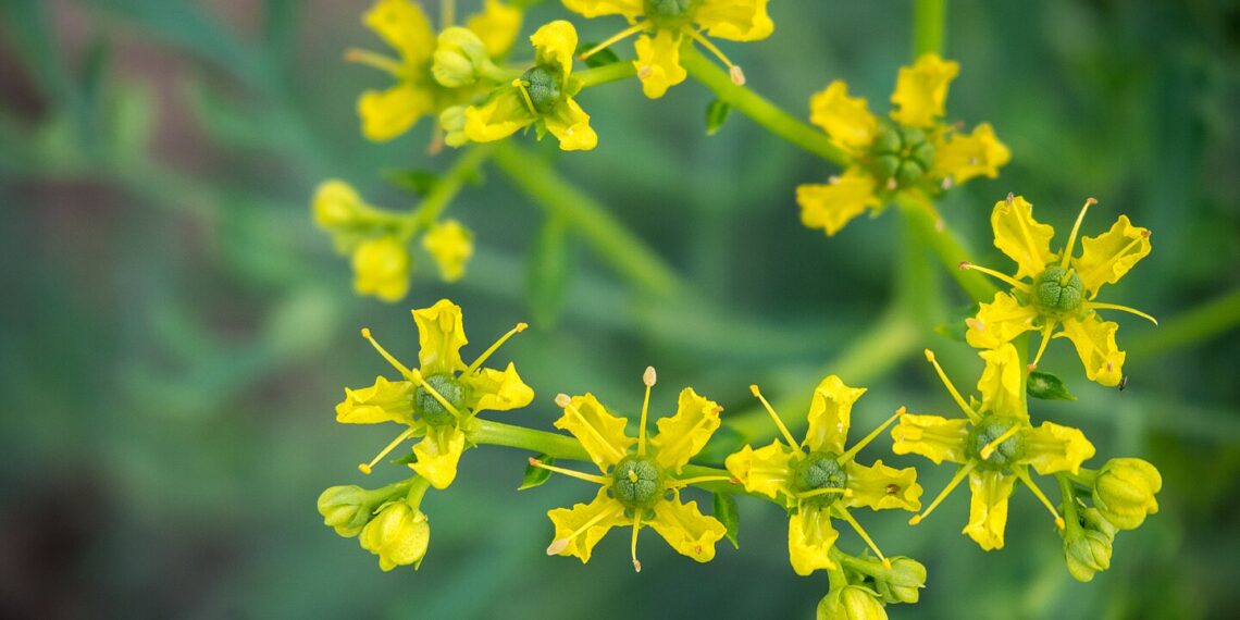 Plantas aromáticas afastam insetos e deixam a casa cheirosa
