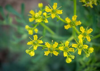 Plantas aromáticas afastam insetos e deixam a casa cheirosa