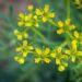 Plantas aromáticas afastam insetos e deixam a casa cheirosa