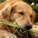 As plantas mais perigosas para pets que você tem em casa