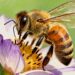 Essas plantas aromáticas espantam as abelhas da sua casa facilmente