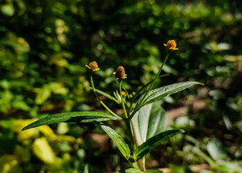 A planta medicinal mais poderosa contra dor e inflamação