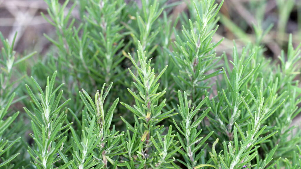 3 plantas que apoiam a saúde reprodutiva com nutrientes suaves