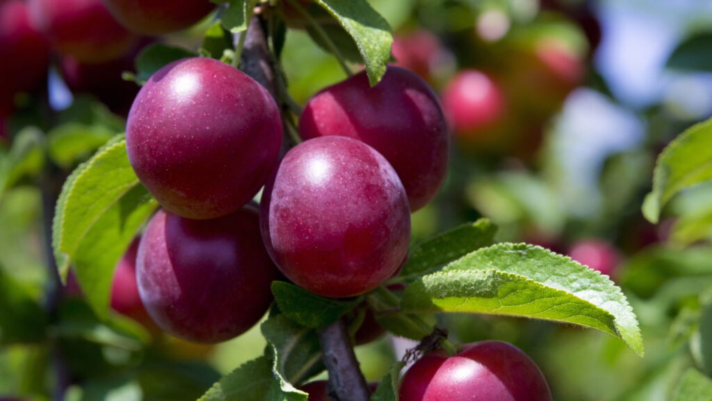 4 frutas nutritivas que se adaptam a solos alcalinos internos