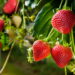 3 frutas fáceis de plantar que crescem rápido e produzem mesmo em vasos