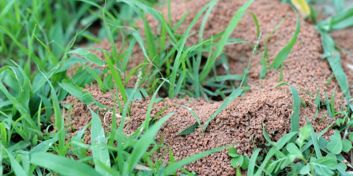 O truque natural simples que elimina formigueiros do jardim em pouco tempo
