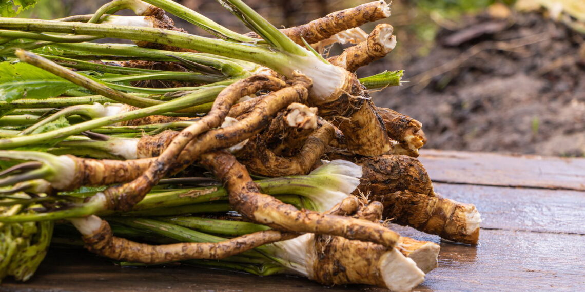 4 benefícios da raiz-forte que a tornam um remédio natural potente