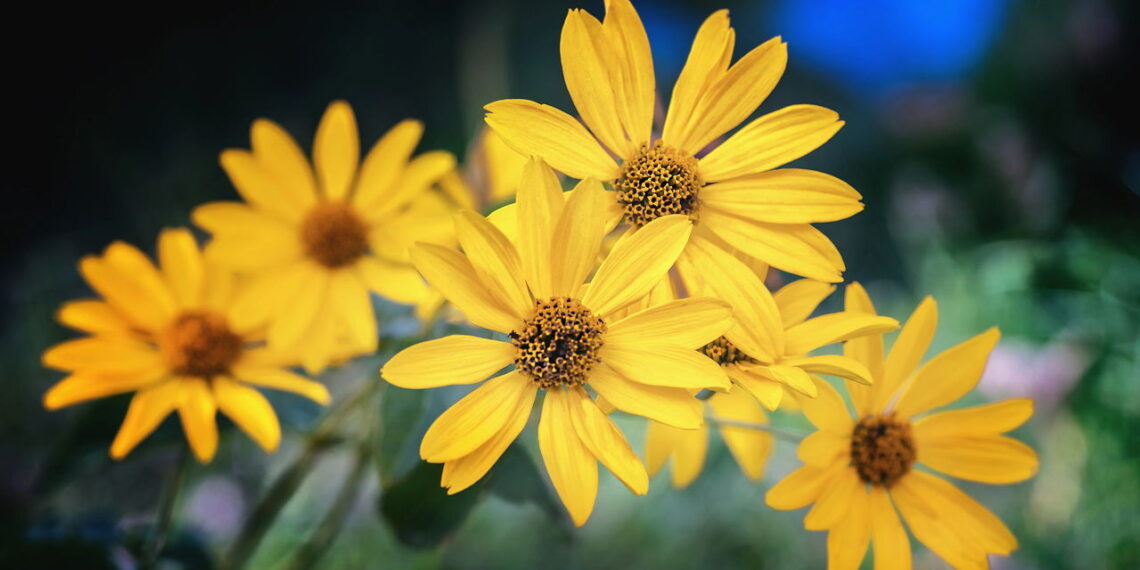 As mais poderosas plantas medicinais e como usar com segurança