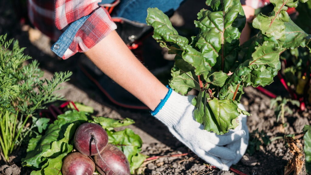 Hortaliça super nutritiva pode estar em seu quintal com essas dicas de cultivo