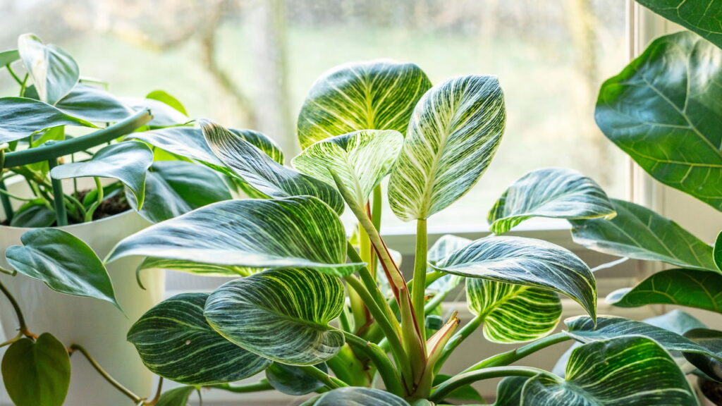 As plantas que estão em alta em 2025 e deixam qualquer casa mais charmosa