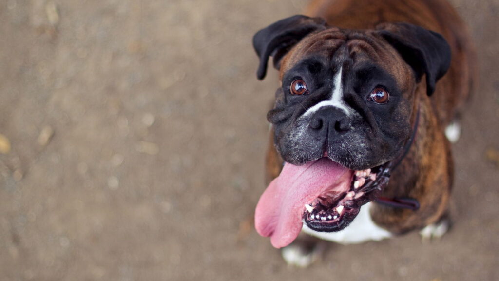 Cães que têm cara de bravos mas são os xodós da família brasileira