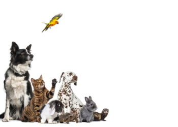 O que a raça do seu pet revela sobre sua personalidade, segundo a psicologia