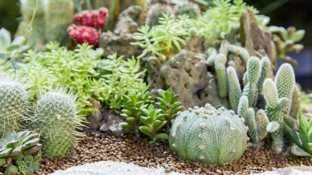 Essas plantas atraem organização em espaços e rotinas ordenadas