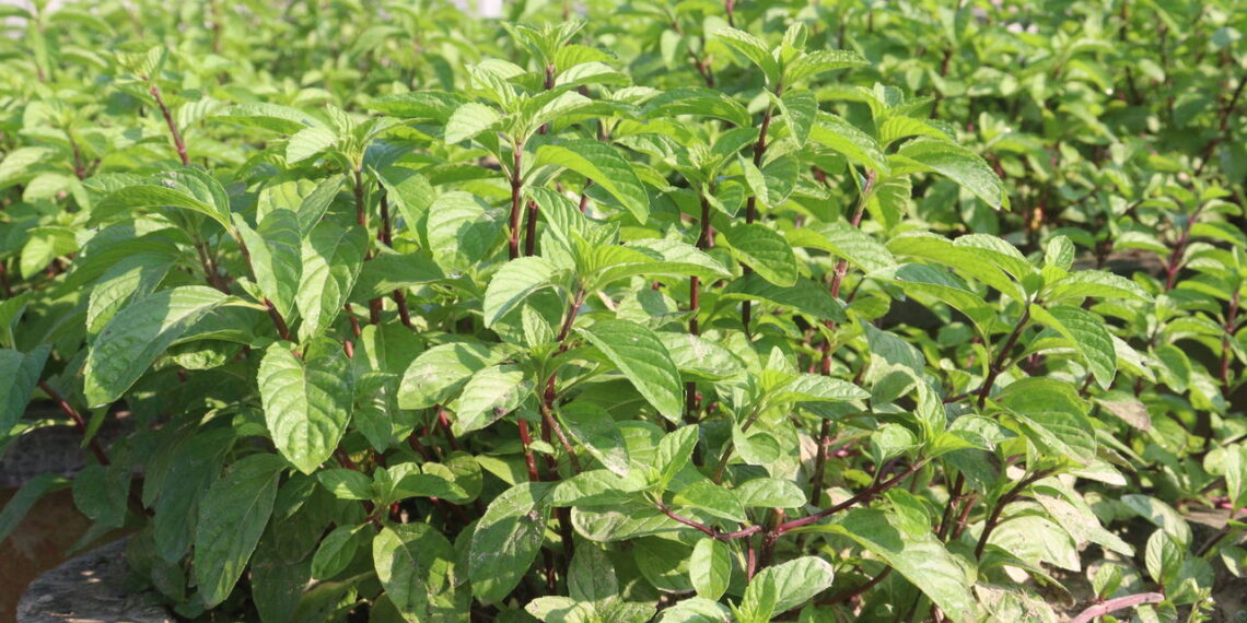 Essa planta atrai prosperidade e proteção segundo crenças populares