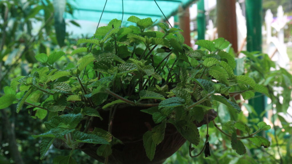 Essas plantas atraem dinheiro para dentro do seu lar