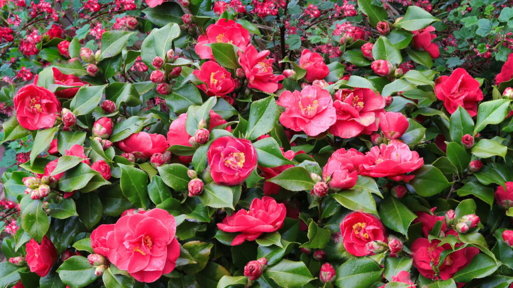 As 3 plantas que são a cara do inverno e da primavera