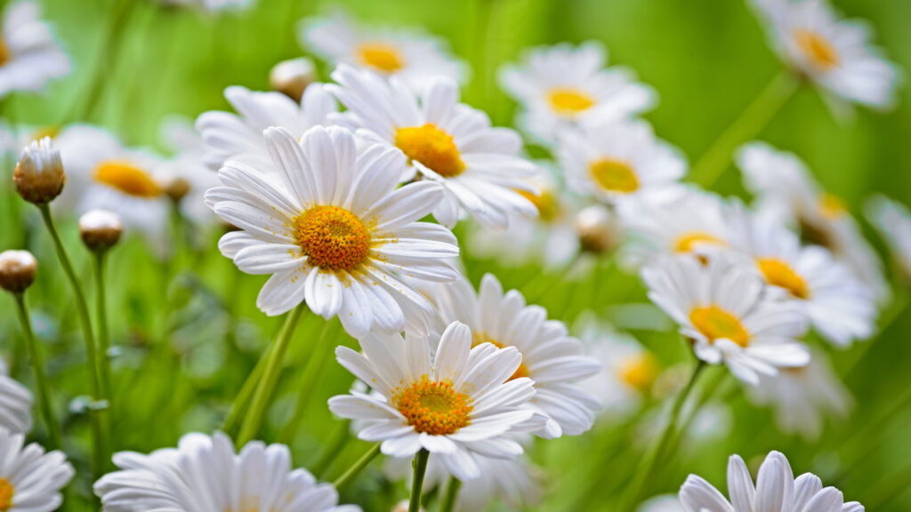 Crie um santuário de paz com plantas que apoiam a saúde emocional