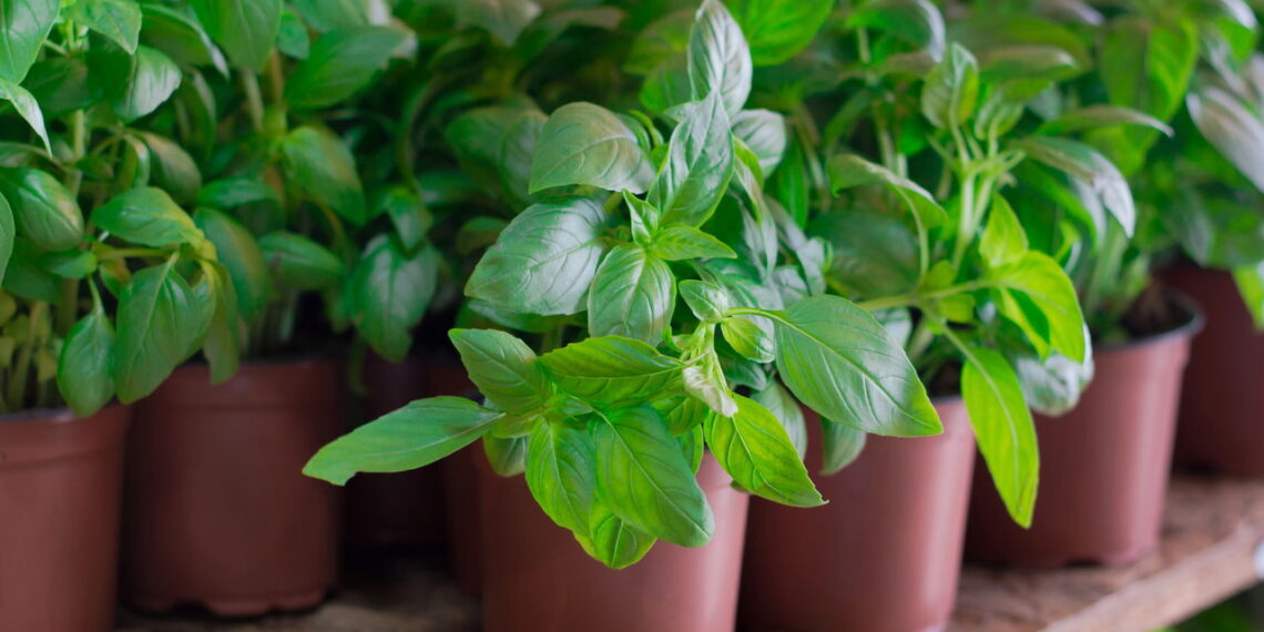 Cuidados simples no cultivo do manjericão evitam floração precoce e ajudam a produzir mais folhas