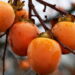 Fruta doce com textura macia desperta curiosidade entre jardineiros