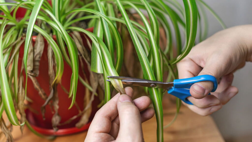 As 3 plantas que tornam seu escritório mais verde e inspirador