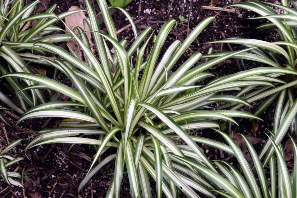 As plantas que estão melhorando a decoração dos lares