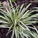 6 plantas que cuidam da sua casa enquanto decoram o ambiente
