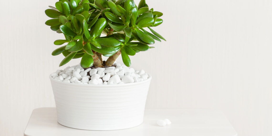 Aprenda como cultivar a planta jade que traz simbolismo de sorte e prosperidade