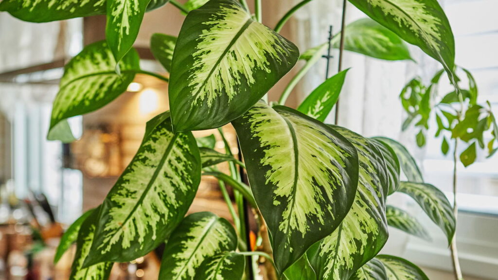 Seu pet pode estar em risco com essas plantas decorativas