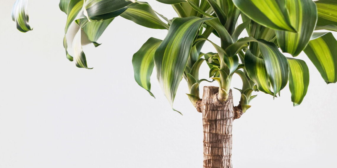 Brazilian Lucky Wood transforma o ambiente com leveza