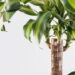Brazilian Lucky Wood transforma o ambiente com leveza