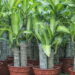Plantas que atraem sorte e prosperidade para transformar a entrada da sua casa