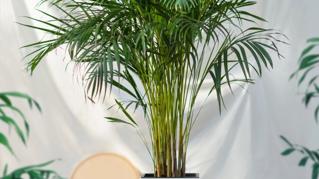 Escolha plantas que fazem bem para o seu humor