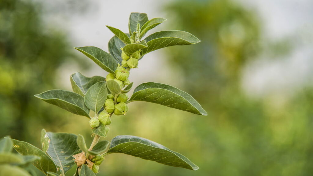 Essas 4 plantas aumentam resistência física e mental