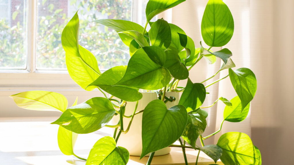 Plantas que ajudam a limpar o ar e reduzir poeira dentro de casa