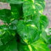 Como usar plantas para purificar o ar e melhorar a qualidade da casa
