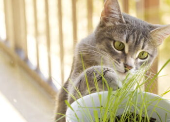Se seu gato come plantas isso pode ser mais comum do que você imagina