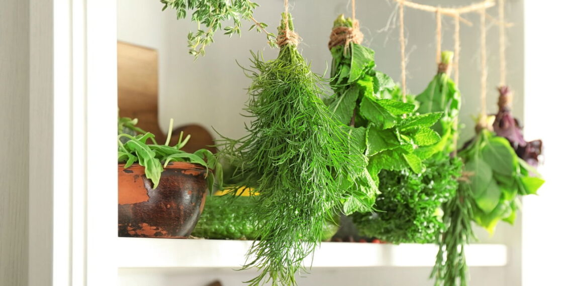 As 3 ervas que melhoram a digestão e podem ser cultivadas em casa