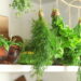 As 3 ervas que melhoram a digestão e podem ser cultivadas em casa