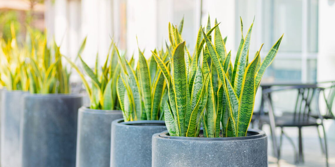 Essas 5 plantas deixam o ar mais puro e sua casa mais leve