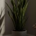 Essas plantas estão em alta na decoração e resistem a ambientes fechados